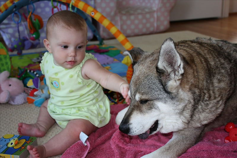 toddler with dog with toys surrounding them